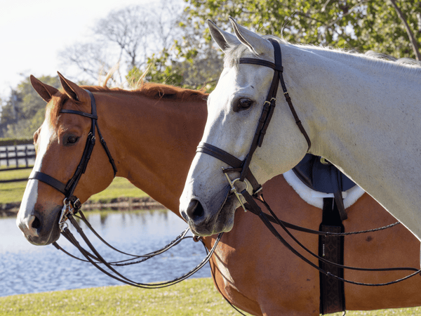Two horses, one wearing The In Gate Field Hunter Bridle and the other wearing The In Gate Coronation Bridle