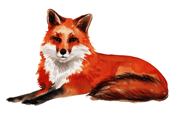 Pillow - Lying Fox, Warm White - The In Gate