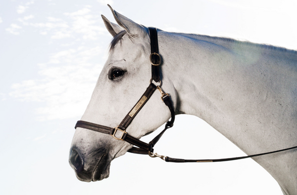 The In Gate New Standard™ Leather Halter - FINAL SALE - The In Gate