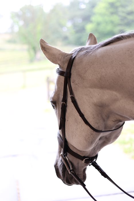 The In Gate Coronation Bridle with Laced Reins