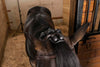 Reign Ease® PRO by Gladiator Equine