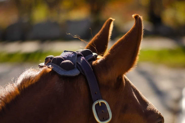 Reign Ease® PRO-C by Gladiator Equine