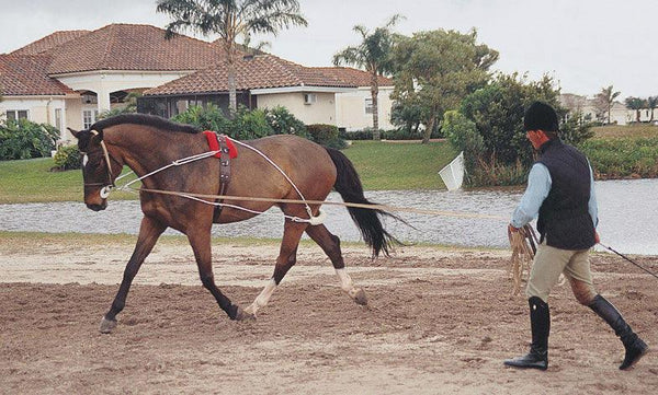 Pessoa Lunging System - The In Gate
