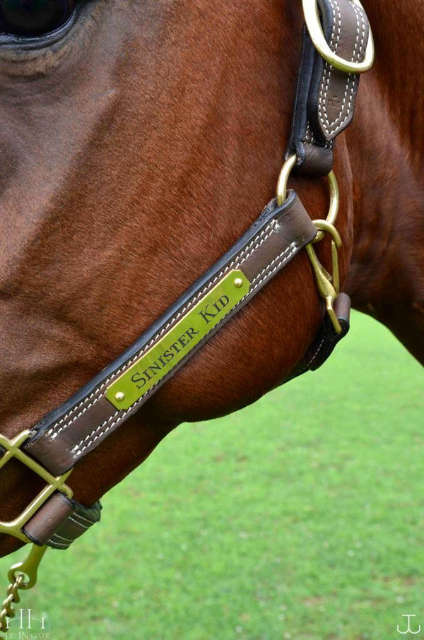 The In Gate New Standard Leather Halter - The In Gate
